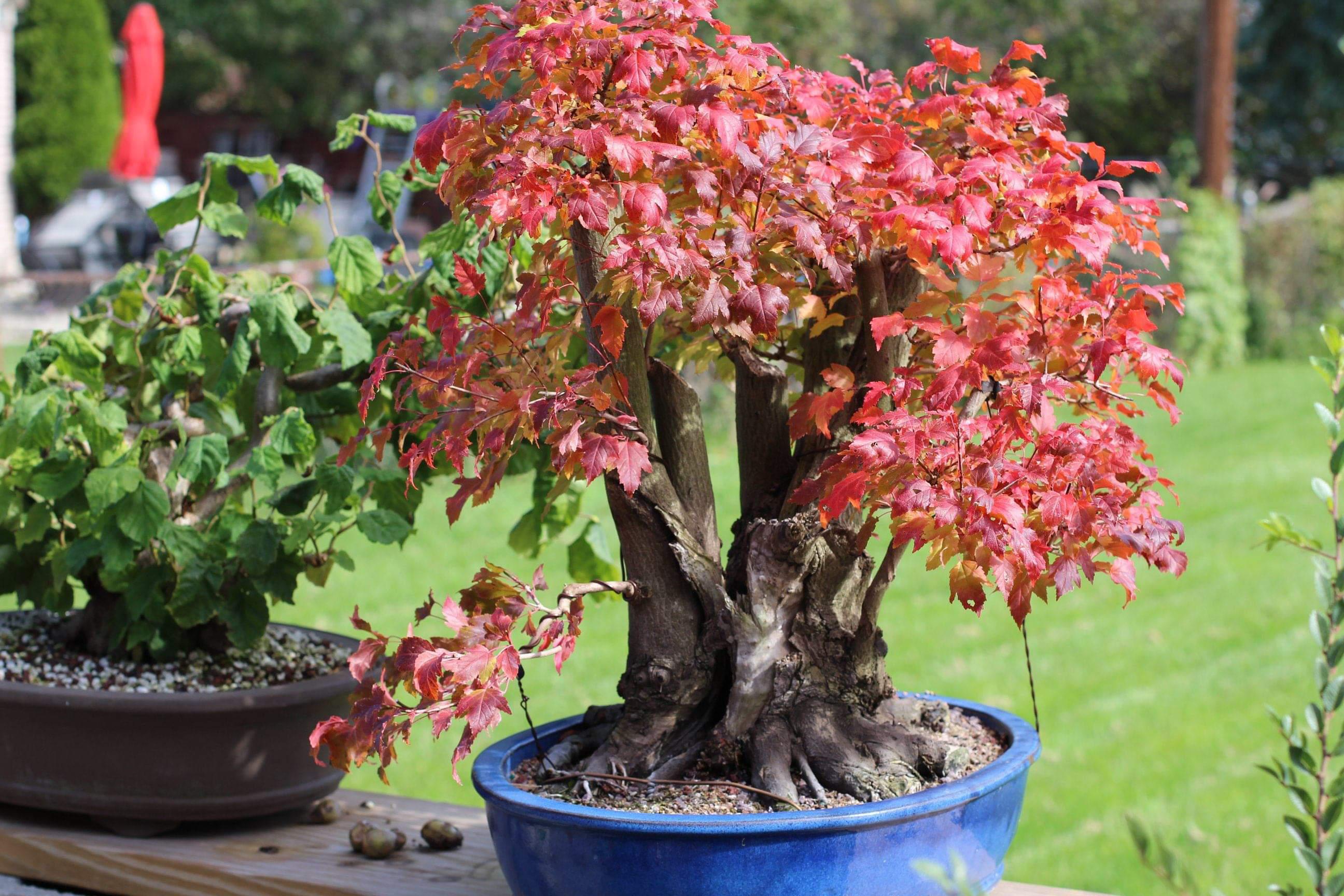 Amur maple bonsai tree in autumnal colors