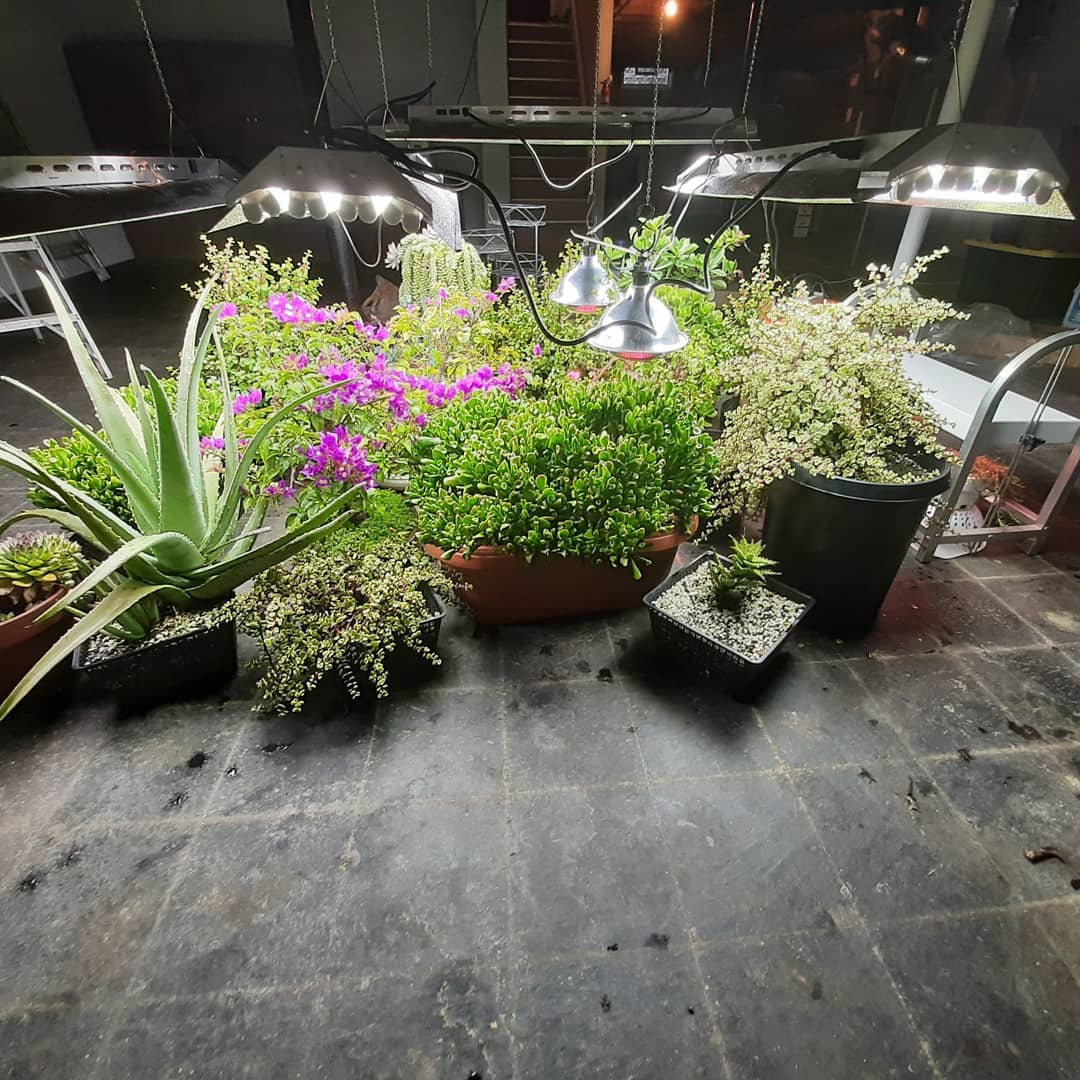 A basement floor filled with plants inside for winter care