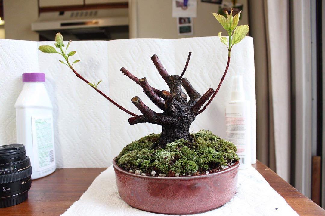 Dogwood bonsai